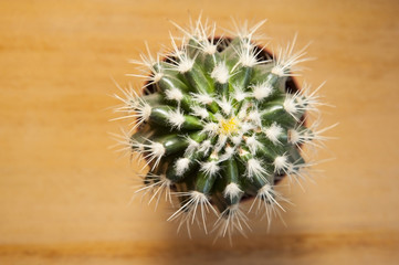 A beautiful spiny cactus stands on a light brown table