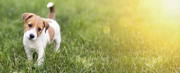 Fototapety  Pet training concept - cute happy Jack Russell Terrier puppy dog smiling to the camera