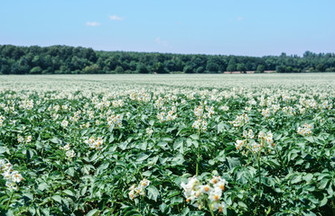 Fototapeta na wymiar Kartoffel-Feld in der Blüte