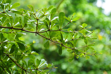 Fototapeta na wymiar fresh morning tree, green leaves, rain water forest