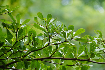 fresh morning tree, green leaves, rain water forest