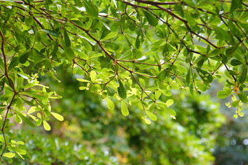 fresh morning tree, green leaves, rain water forest