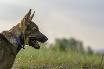 Close up of the side view of dog