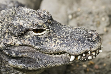 A Close Up of a Chinese Alligator, Alligator sinensis