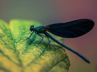insecte libellule demoiselle verte posée sur une feille verte sur un fond rose