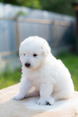Portrait of a lovely maremmano sheepdog puppy with tonque out sitting on the table outside in summer. Adorable white maremma puppy
