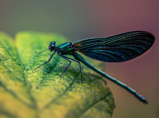 insecte libellule demoiselle verte posée sur une feille verte sur un fond rose