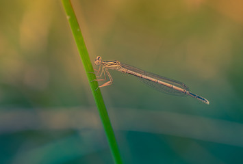 insecte libellule grise seule sur une tige d'herbe en couleur en gros plan