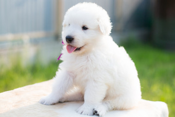 Portrait of a cute maremmano sheepdog puppy with tonque out sitting on the table outside in summer. Profile of Adorable white fluffy maremma puppy