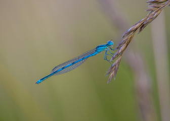 Obraz na płótnie Canvas insecte libellule seule bleue sur graminé en gros plan en lumière naturelle