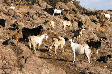 Mountain goats in the island of Patmos, Greece