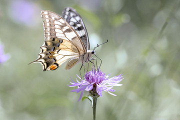 the Papilio machaon on the flower