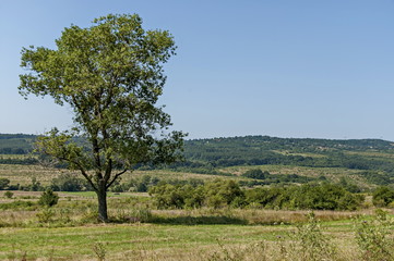 Obraz premium Landscape of summer nature with green glade, forest and big single tree, Sredna Gora mountain, Ihtiman, Bulgaria 