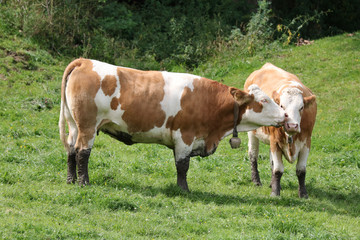 Naklejka na ściany i meble zwei beige weiße Kühe auf der Weide am Tegernsee