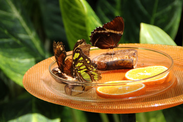 Schmetterlinge mit Obst