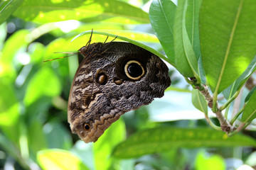 Ein Schmetterling auf der Mainau