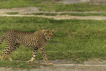 Cheetah looking and watching