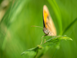 insecte papillon marron seul en gros plan sur fond vert sur une feuille