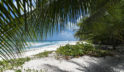 Fototapeta na wymiar Barbados , beach , sand , sea
