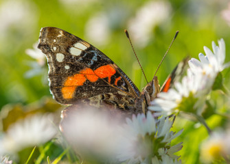 insecte papillon seul noir et orange sur une fleur dans un jardin en plan rapproché