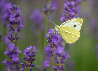 insecte papiloon seul blanc sur une fleur violette lavande en gros plan