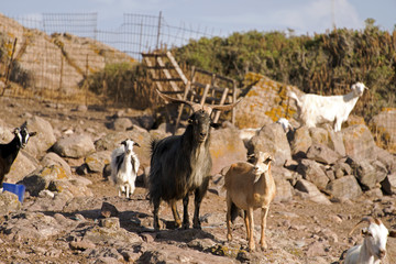 Obraz premium Mountain goats in the island of Patmos, Greece