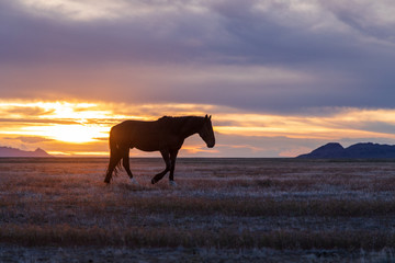 Fototapeta na wymiar Wild Horse Stallion Silhouetted at Sunset