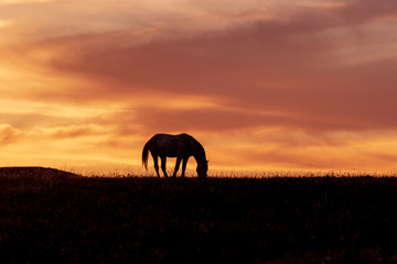 Plakat Wild Horse Stallion Silhouetted at Sunset