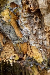 Fototapeta premium The fault tree trunk.