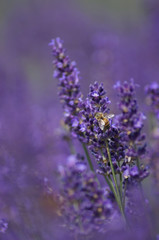 A honey bee is on a lavender flower getting nectar. The plant is a beautiful lavender color.
