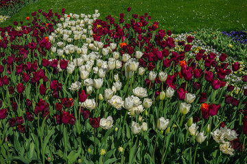 White and burgundy tulips planted in the city park