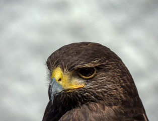 eagle close up