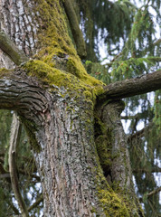 Fototapeta premium Old hollow oak tree