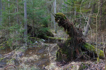 Old alder trees among spruces in winter