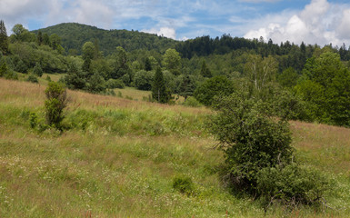 Flowering grassy meadow under blue cloudy sky