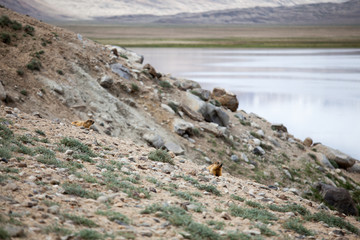 Nice view of Pamir in Tajikistan