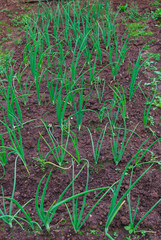 young, green sprouts onions in the garden in the garden in the spring.