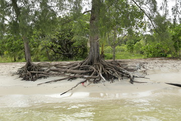 plage paradisiaque de sable blanc