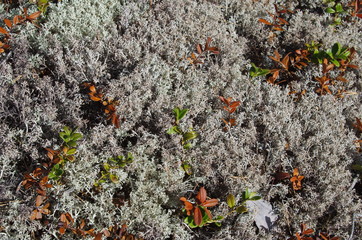 Dried out moss in the forest