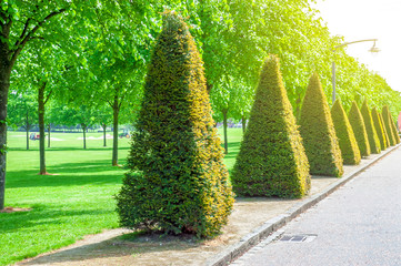 Trimmed trees in the park