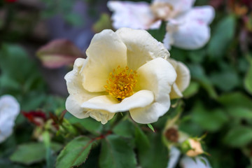 White Rose