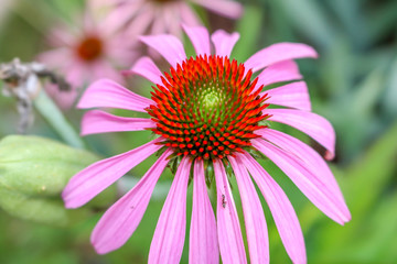 Obraz premium Echinacea flower