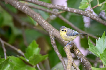 Junge Blaumeise auf Platanenast