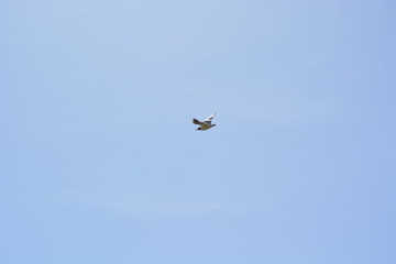 flying gull