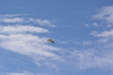 flying gull