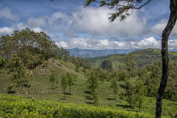 Landscape Panorama Sri Lanka