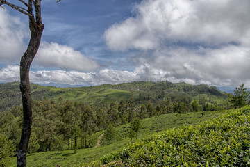 Landscape Panorama Sri Lanka