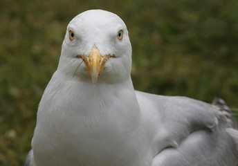 Nahaufnahme einer Seeemöwe
