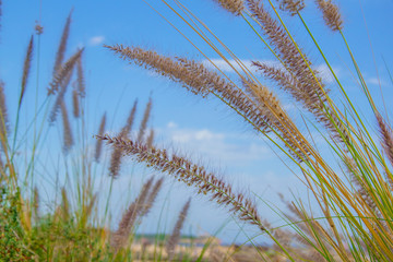 Field of grass with blue sky backgraound