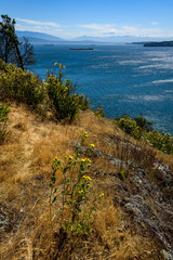 View from a hilltop in the San Juan Islands of the of the vibrant blue water of Salish Sea, with tanker ships and other islands in the distance, water, trees, bushes, yellow flowers, grasses
